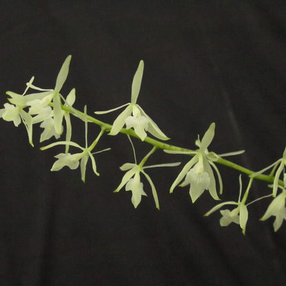 Epidendrum (Epi.) purum