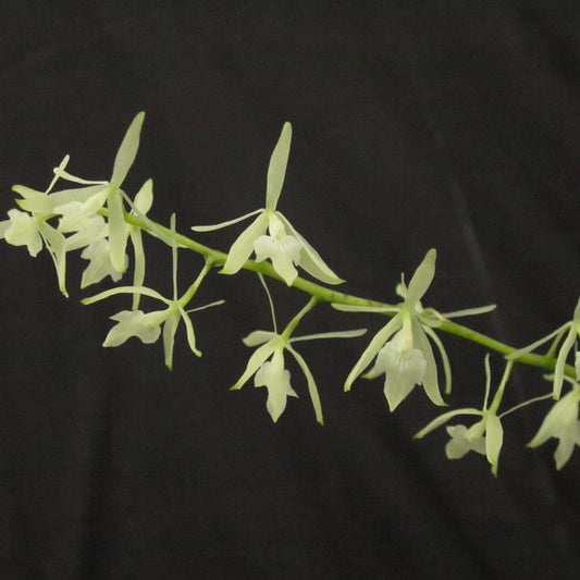 Epidendrum (Epi.) purum
