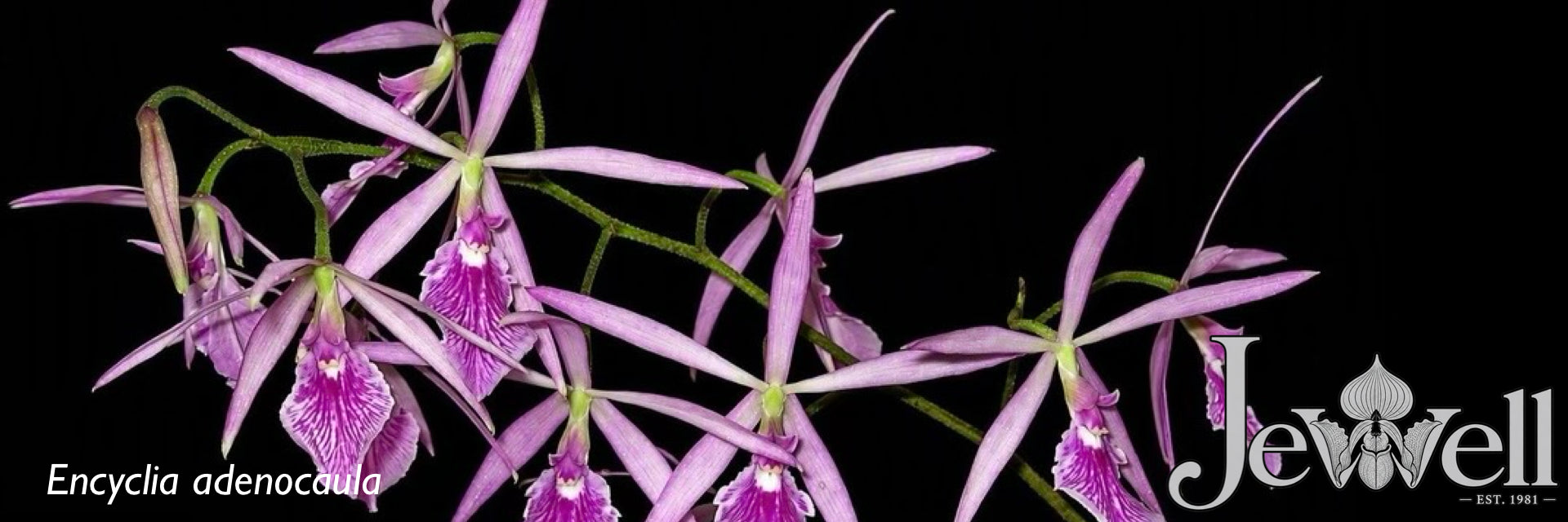 A close-up botanical-style image of pink-purple orchid flowers with long slender petals and green stems against a solid black background. White text at the bottom reads 'Encyclia adenocaula' and there is a large 'Jewell' logo on the right.