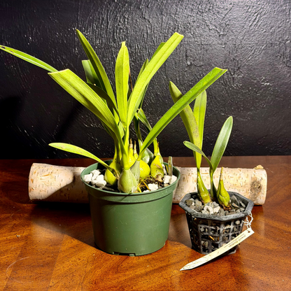 Encyclia hanburyi