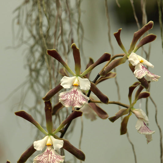 Encyclia Jewell's Gemstone
