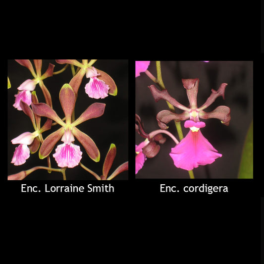 Encyclia Lorraine Smith x cordigera