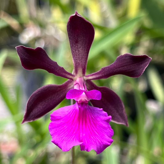 Encyclia Lorraine Smith x cordigera