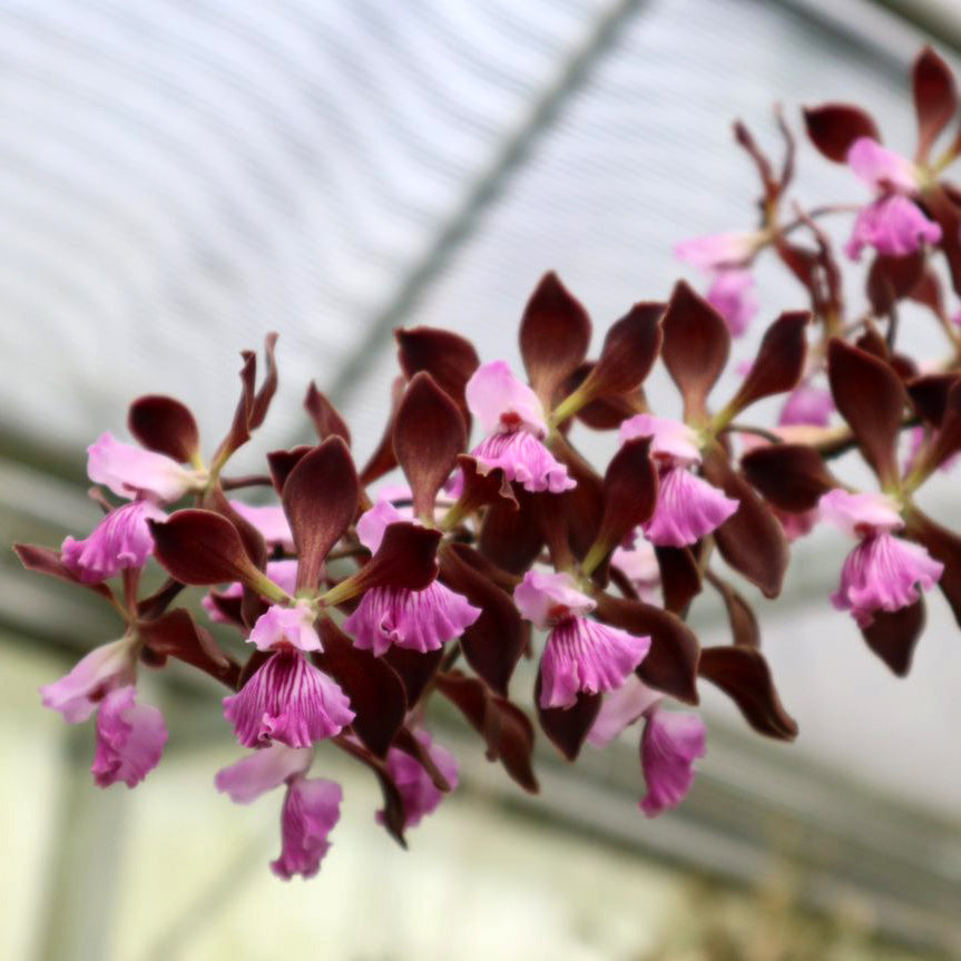 Enc. Orchid Jungle