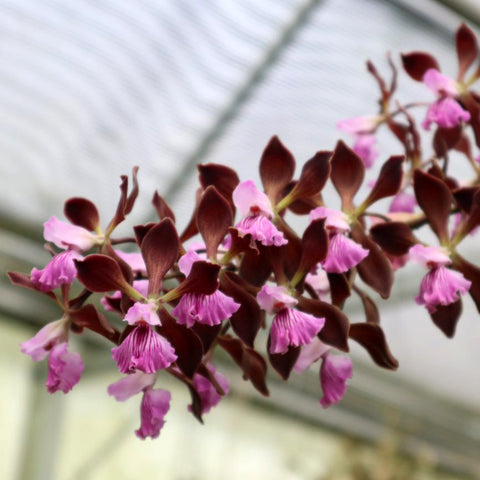 Enc. Orchid Jungle