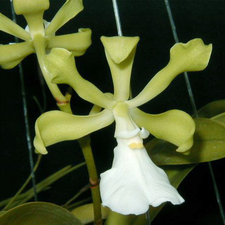 Enc. cordigera var. alba