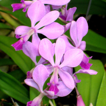 Encyclia dichroma