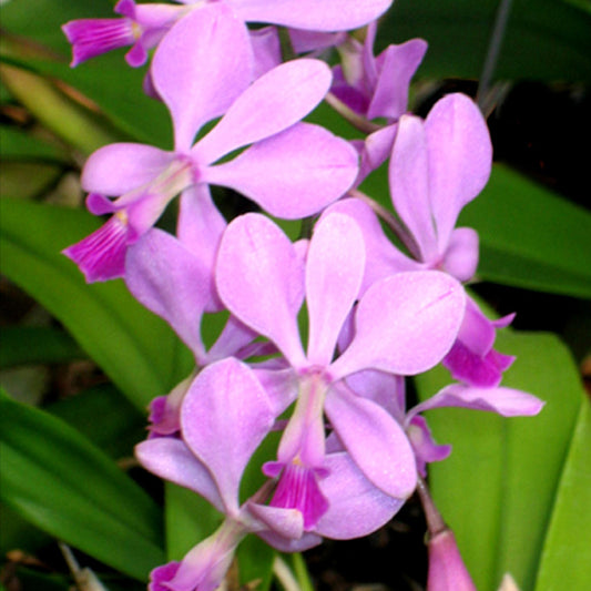 Encyclia dichroma