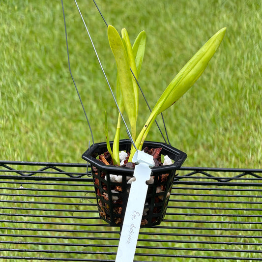 Encyclia dichroma