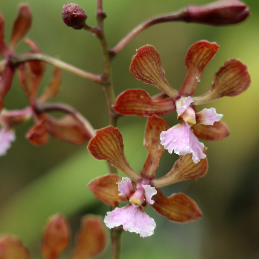 Encyclia hanburyi ‘Joya Dorada’