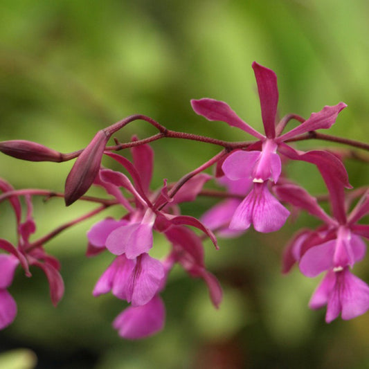 Encyclia moebusii