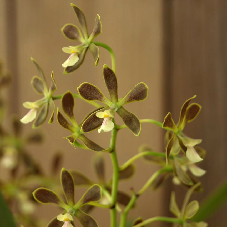Enc. odoratissima