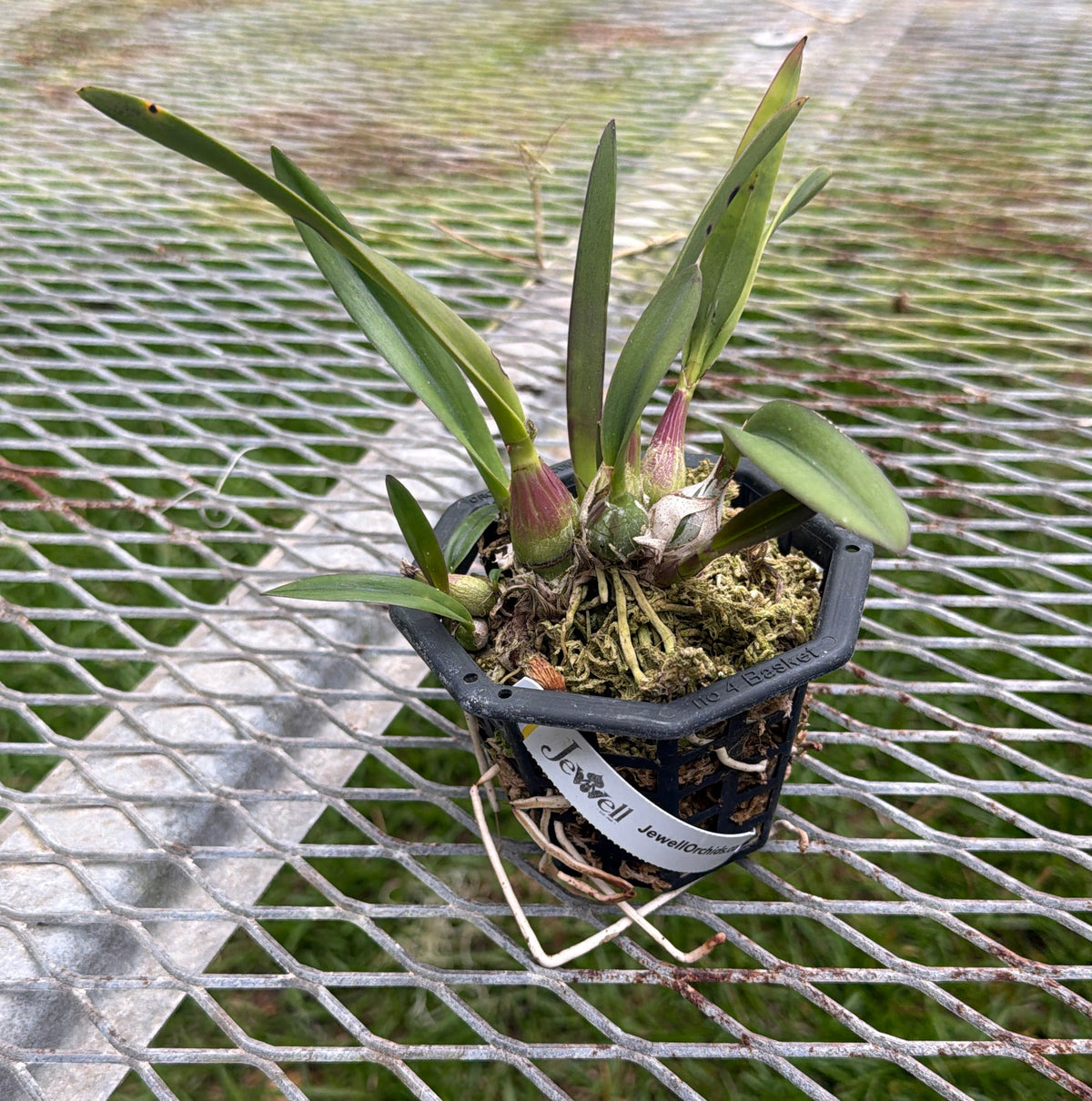 A small potted orchid Encyclia moebusii plant with green leaves and pinkish-purple buds, growing in a black plastic pot with moss, placed on a metal mesh table outdoors.