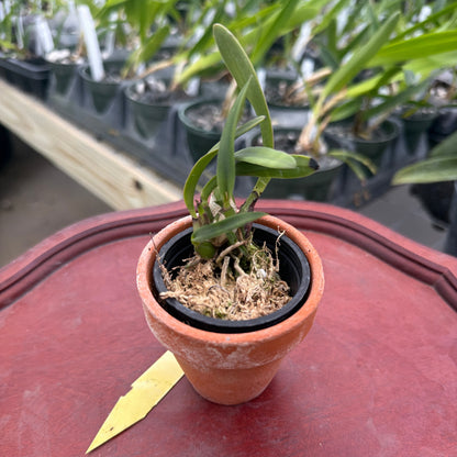 A small potted orchid plant, Encyclia moebusii with green leaves and visible roots, sitting in a terracotta-colored pot on a red table with other potted plants in the background.