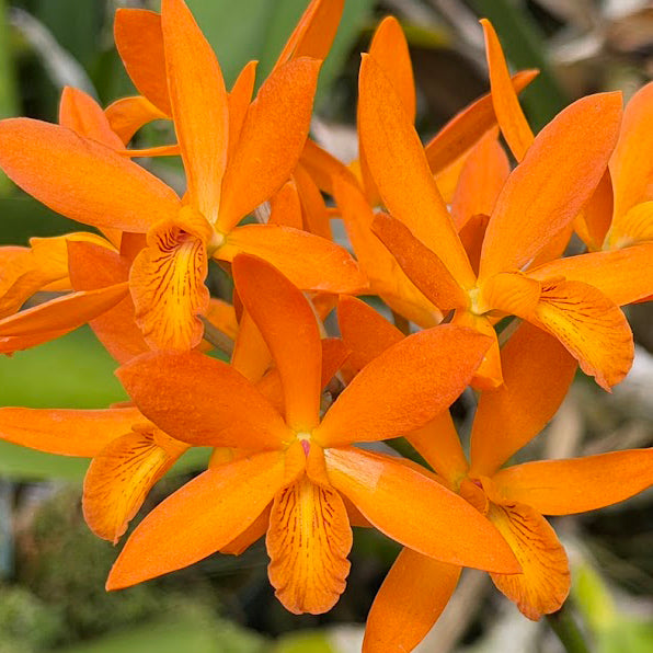 Epc. Kyoguchi x  L. Gold Star
