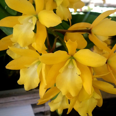 EPC. Golden Sunburst 'Yellow'