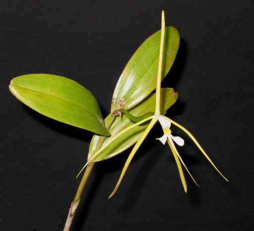 Epidendrum (Epi.) nocturnum