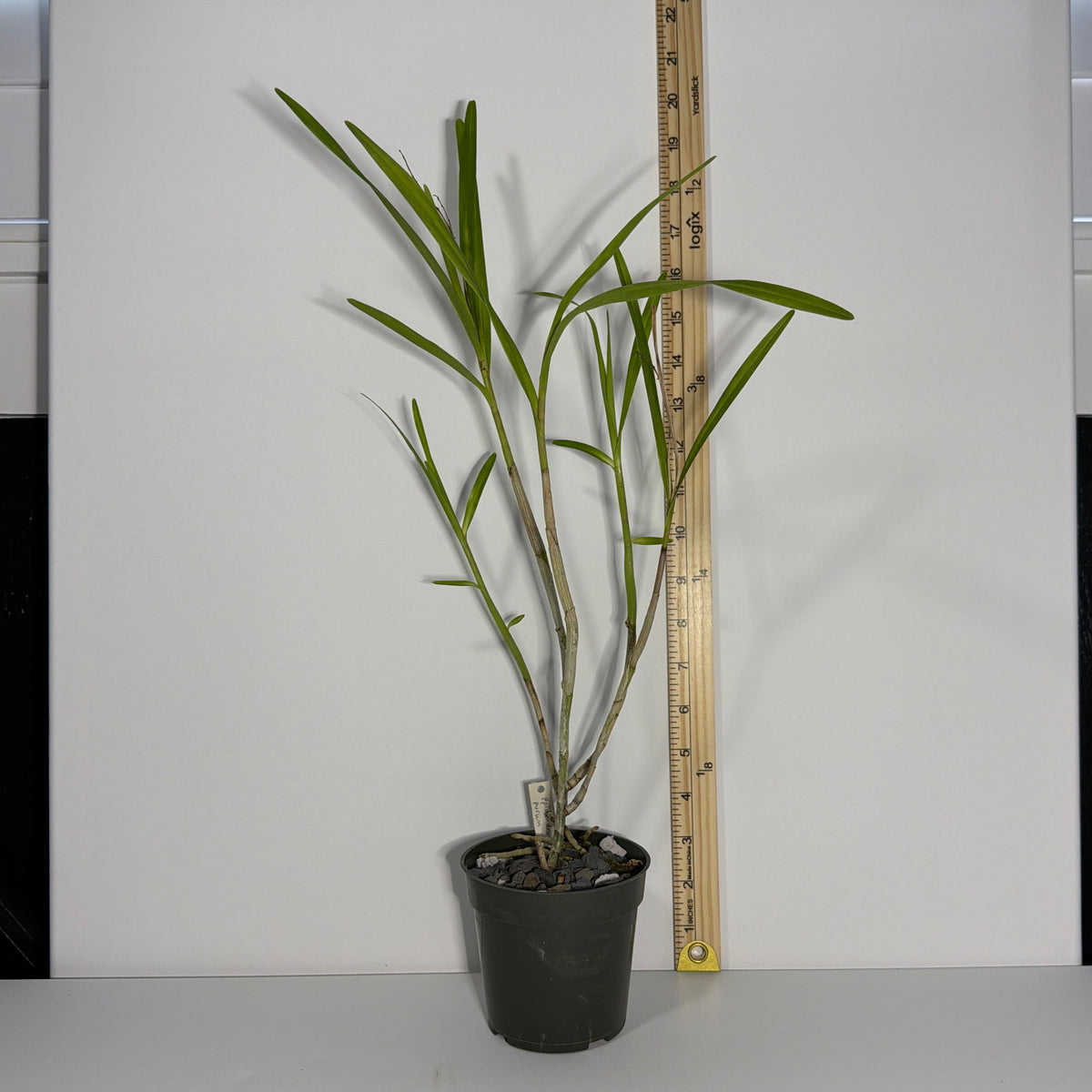 Epidendrum (Epi.) purum