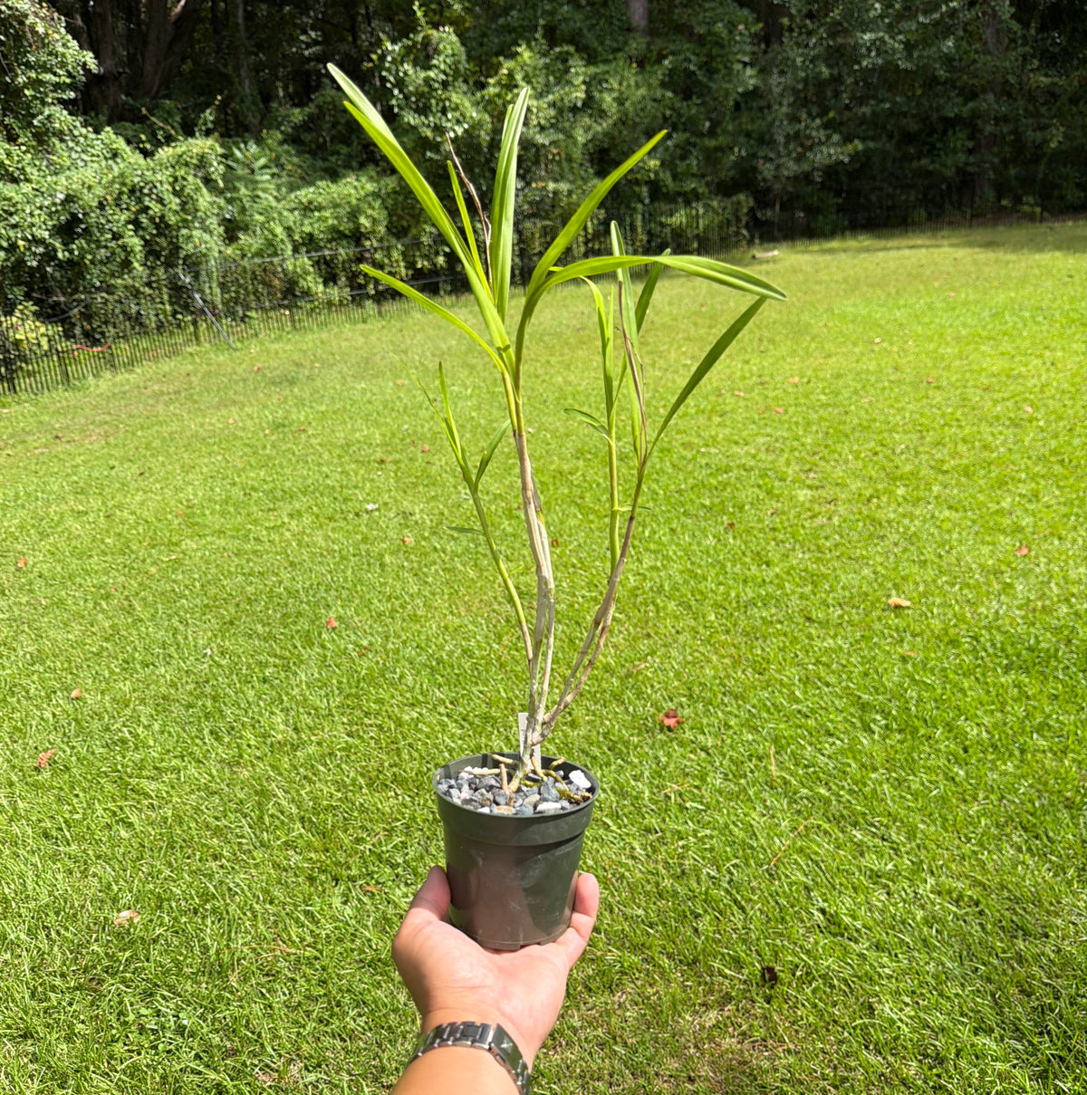 Epidendrum (Epi.) purum