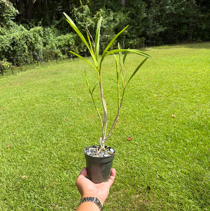 Epidendrum (Epi.) purum