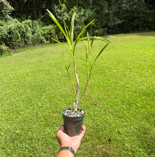 Epidendrum (Epi.) purum