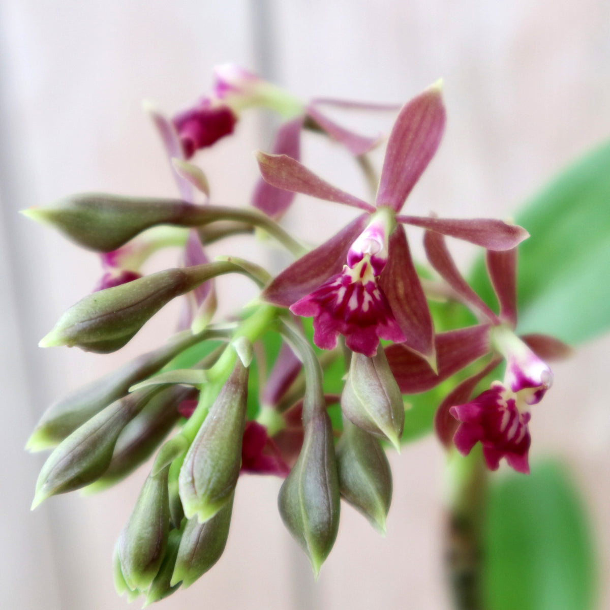 Close-up image of an Epidendrum radioferens reedstem with deep pink flowers and green leaves.