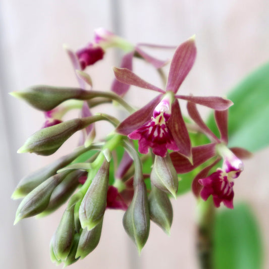 Close-up image of an Epidendrum radioferens reedstem with deep pink flowers and green leaves.