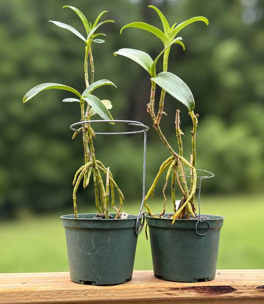 Two potted Epidendrum radioferens orchid plants with green leaves and hanging roots, sitting on a wooden deck railing with a grassy forest background.