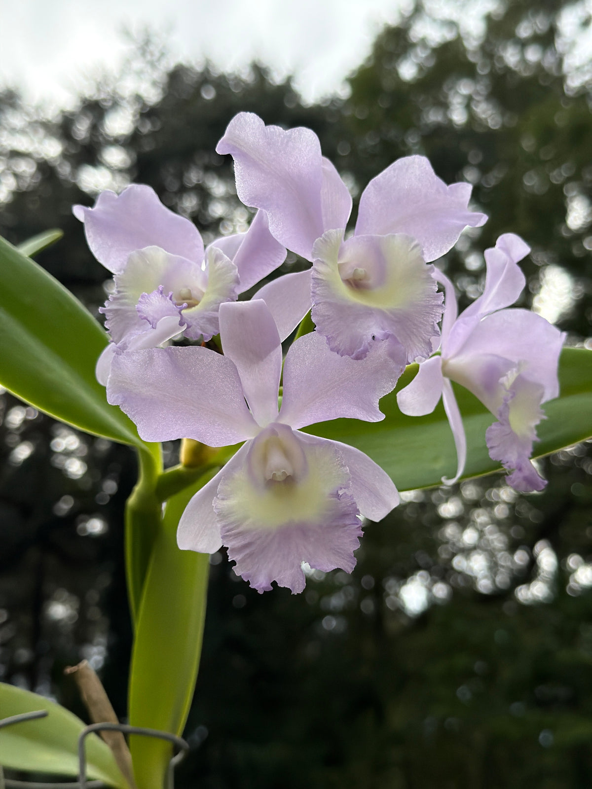 Rth. Grezaffi's Blue `Shawn' HCC/AOS