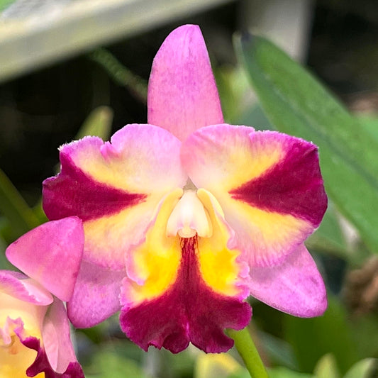 Hknsa. Sogo Doll 'Little Angel' HCC/AOS