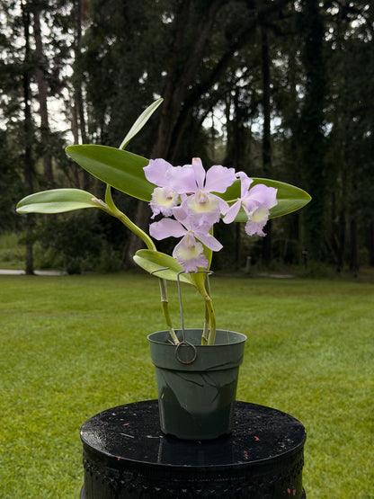 Rth. Grezaffi's Blue `Shawn' HCC/AOS