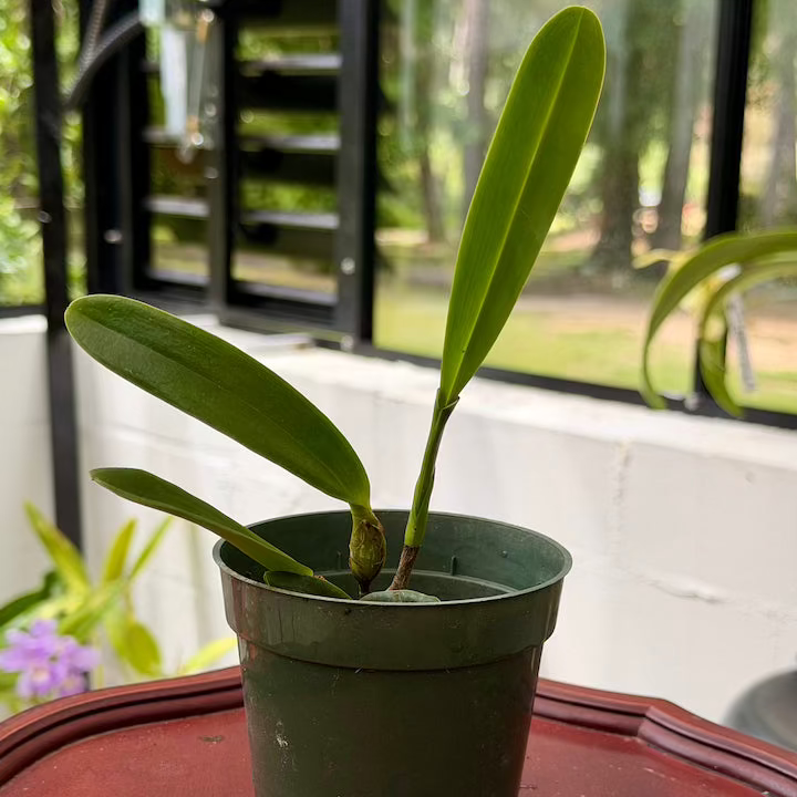 Cattleya (Laelia) purpurata var. carnea