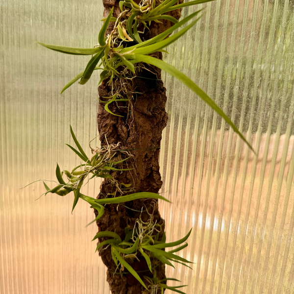Tolumnia urophylla