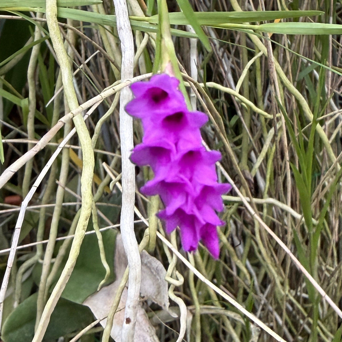 A bright purple flower cluster hanging from a thin stem amidst dense green and tan foliage.