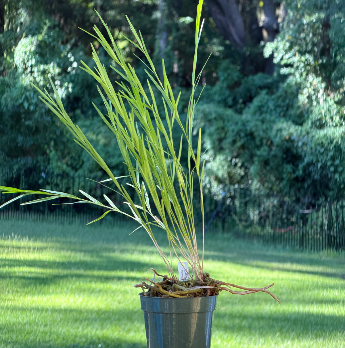 A potted ornamental grass-orchid plant with long, slender green leaves in a dark gray nursery pot, placed on a wooden surface with a blurred green lawn and trees in the background.