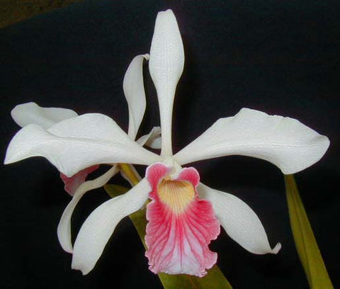 Cattleya (Laelia) purpurata var. carnea