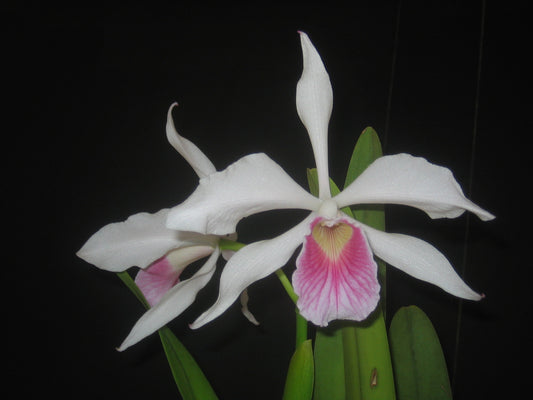 Cattleya (Laelia) purpurata var. carnea