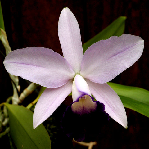 LC. Mariko Twenty Anniversary