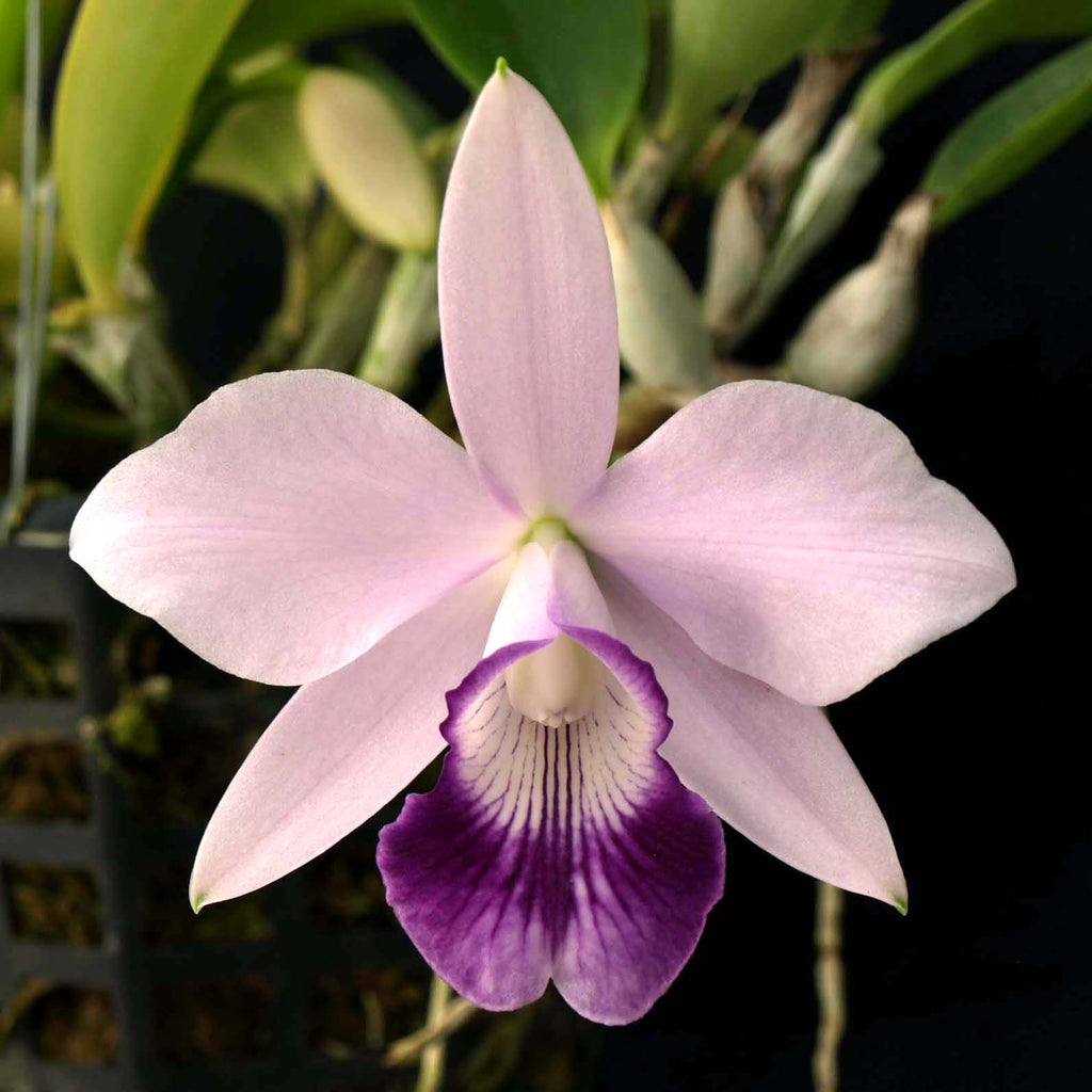 LC. Aloha Bleu