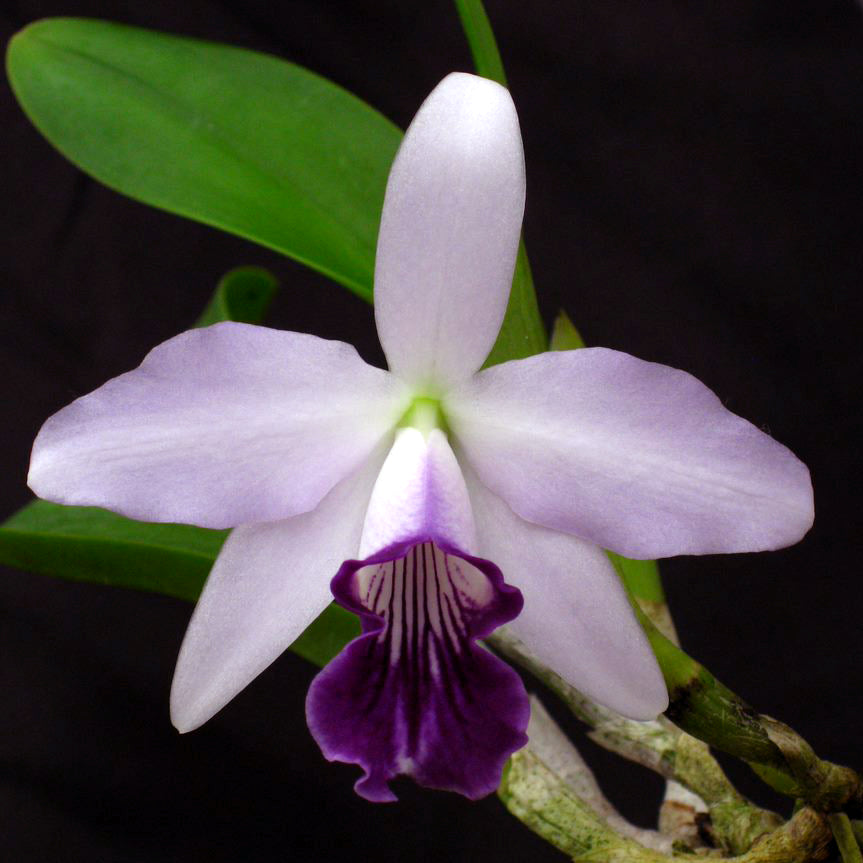 LC. Aloha Bleu ‘Brazilian Sky’