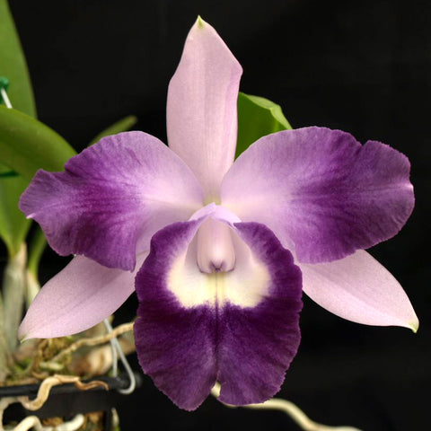 LC. Cariad’s Mini Quinee ‘Angel Kiss’ AM/AOS