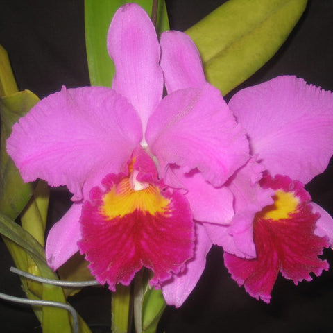 LC. Dorothy Fiene ‘Spring Fever’ x LC. Okarchee ‘Addison’