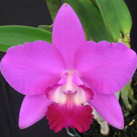 LC. Hawaiian Ice 'Hawaii'