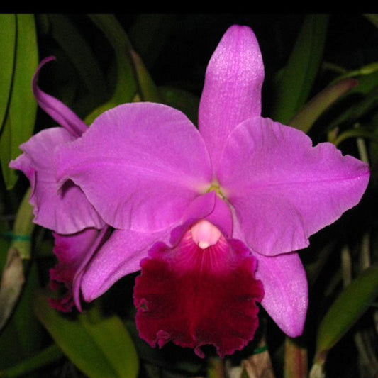 Cattleya Memoria Grace McCoy ‘Jewell’s’