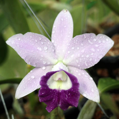 LC Mini Purple ‘Heavens to Betsy’