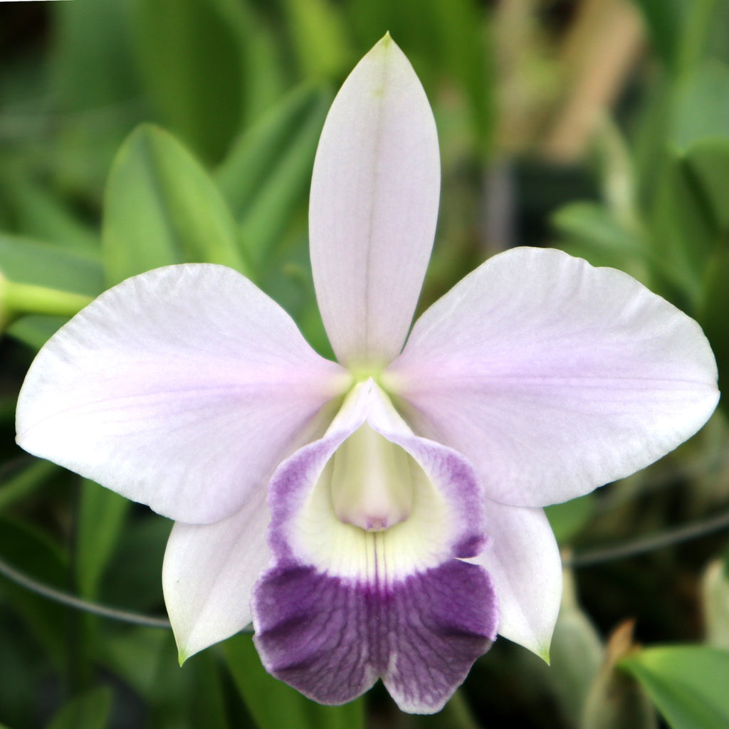 LC. Mini Purple ‘Blue Hawaii’ AM/AOS