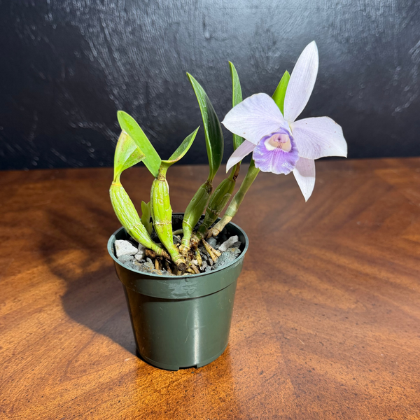Cattleya Mini Symphony 'Elfin Blue'