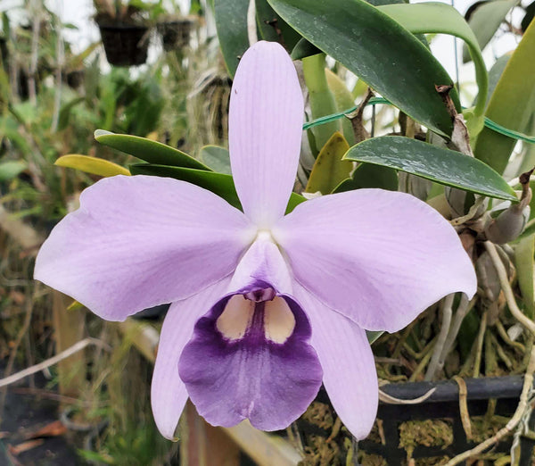 Cattleya Mini Symphony 'Elfin Blue'