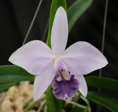 Cattleya Mini Symphony 'Elfin Blue'