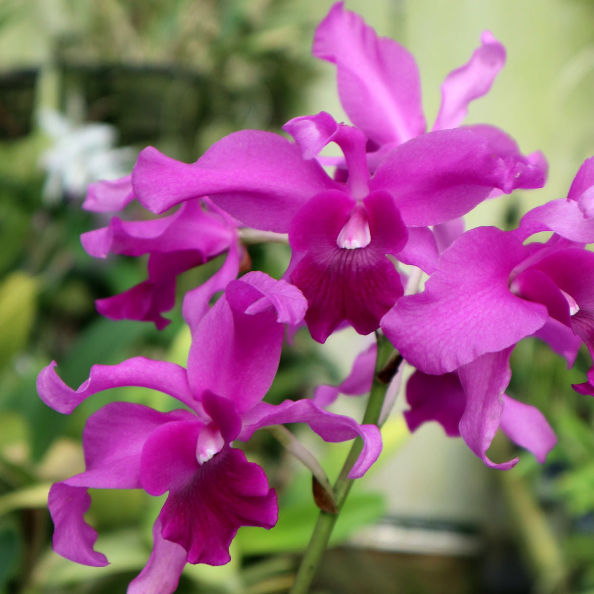 Laeliocatanthe (Lcn.) Jewell's Splendor